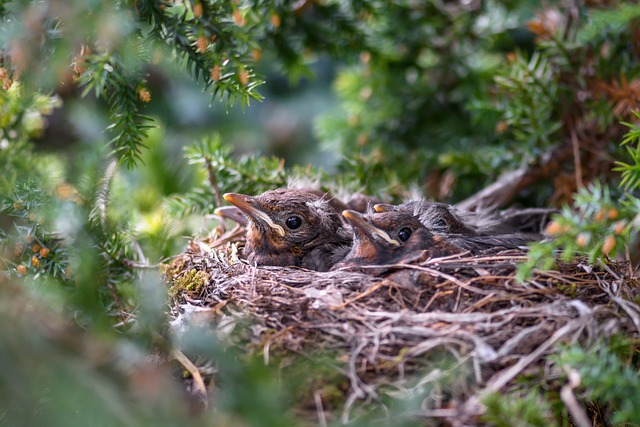 nest thermostat
