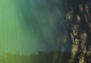 underwater, top view, water surface, nature, seaweed, water grass, danube, underwater world, aerial view, water, water level, flow