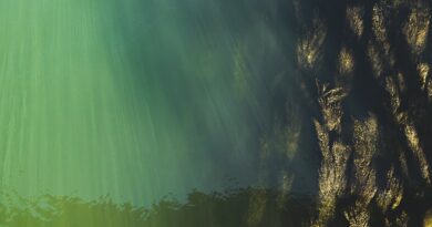 underwater, top view, water surface, nature, seaweed, water grass, danube, underwater world, aerial view, water, water level, flow