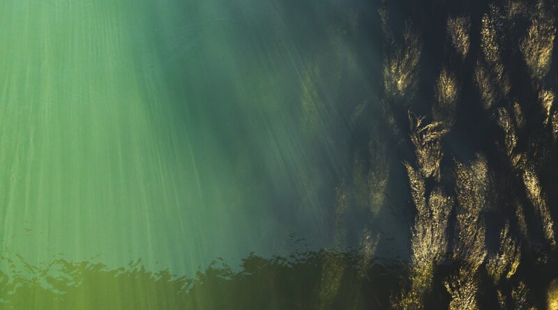 underwater, top view, water surface, nature, seaweed, water grass, danube, underwater world, aerial view, water, water level, flow