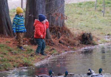 children, feeding, birds, lake, nature, naturally, parka, trees, autumn, reviews