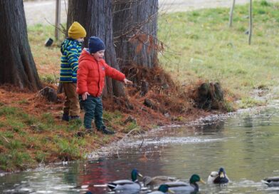 children, feeding, birds, lake, nature, parka, naturally, trees, autumn, reviews
