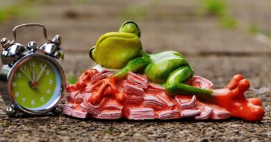 time is money, money calms down, sleep, heaps of money, nature, frog, figure, fun, cute, decoration, green, animal