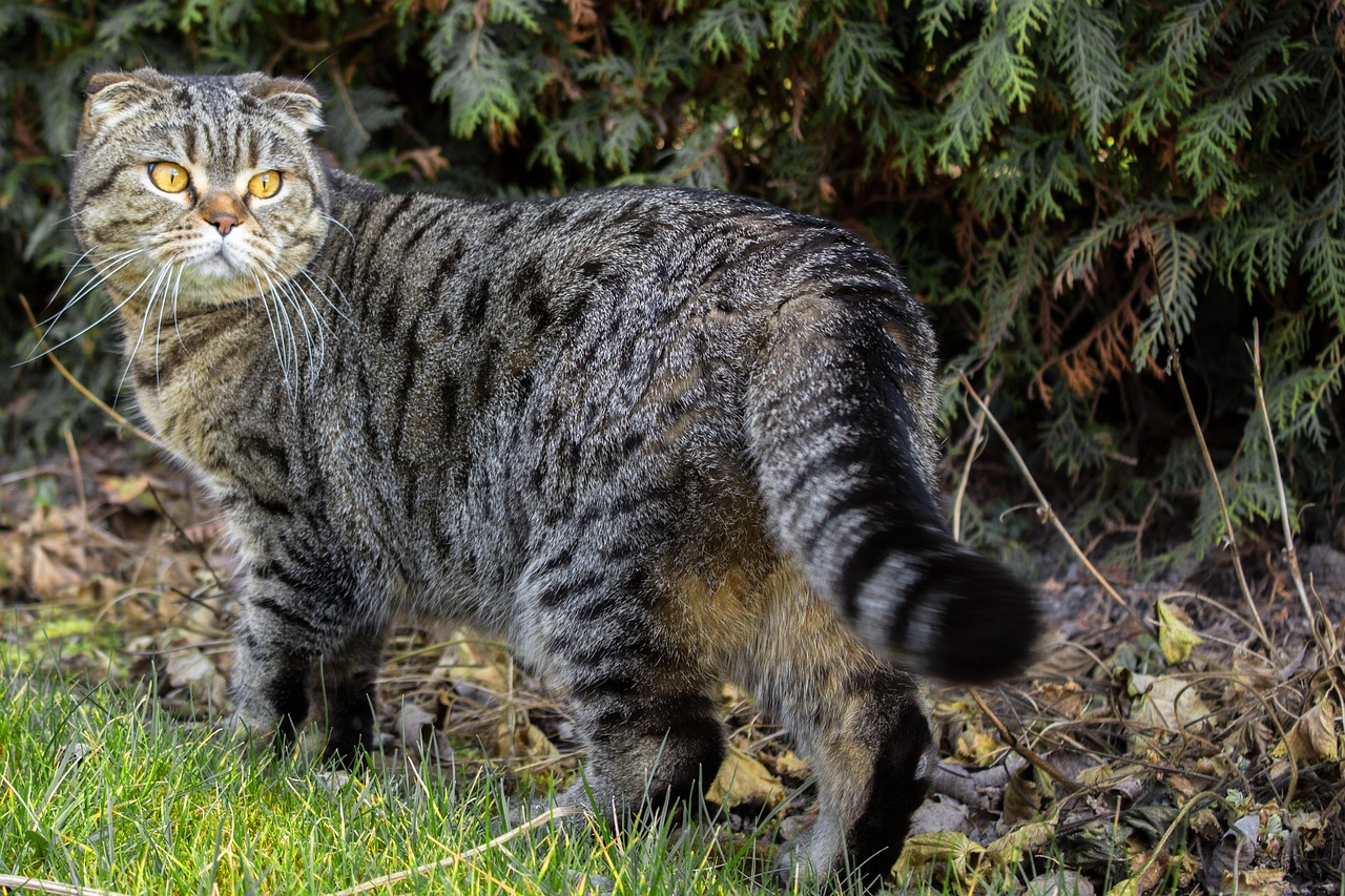 cat, animal, scotish fold, review, on the way, pet, domestic animal