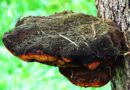 mushroom, hub, tree, parasite, forest, wood hub, nature, trunk, the colors