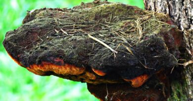 mushroom, hub, tree, parasite, forest, wood hub, nature, trunk, the colors