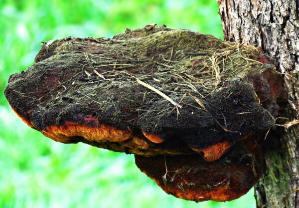 mushroom, hub, tree, parasite, forest, wood hub, nature, trunk, the colors