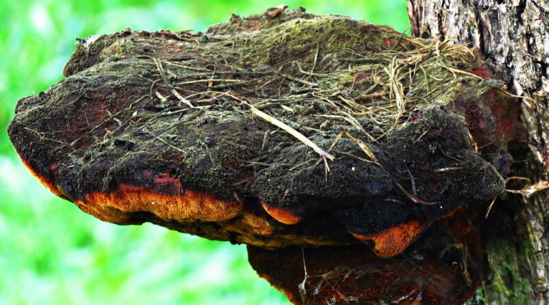 mushroom, hub, tree, parasite, forest, wood hub, nature, trunk, the colors