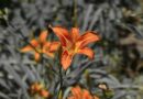 flower, beautiful flowers, flora, nature, leaf, flower wallpaper, flower background, outdoors by eddie grace
