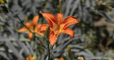 flower, beautiful flowers, flora, nature, leaf, flower wallpaper, flower background, outdoors by eddie grace