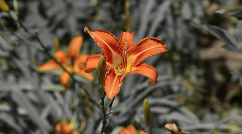 flower, beautiful flowers, flora, nature, leaf, flower wallpaper, flower background, outdoors by eddie grace