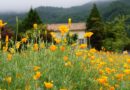 nature, plant, hub, the hub farm, beautiful