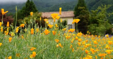 nature, plant, hub, the hub farm, beautiful