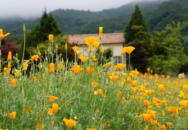 nature, plant, hub, the hub farm, beautiful
