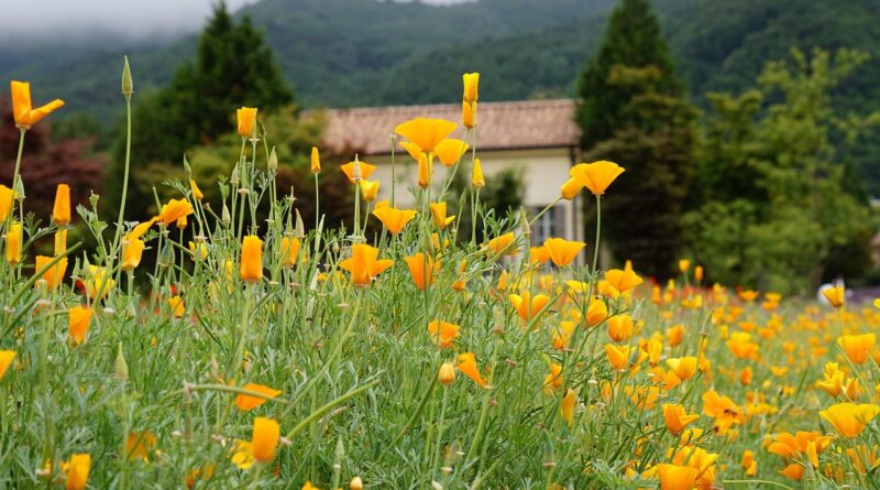 nature, plant, hub, the hub farm, beautiful