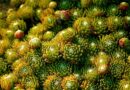 you can, for example, plants, green, nature, macro, garden, rosette, closeup, rockery, leaves, succulents, you can, you can, succulents, succulents, succulents, succulents, succulents