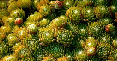 you can, for example, plants, green, nature, macro, garden, rosette, closeup, rockery, leaves, succulents, you can, you can, succulents, succulents, succulents, succulents, succulents