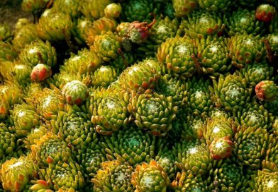 you can, for example, plants, green, nature, macro, garden, rosette, closeup, rockery, leaves, succulents, you can, you can, succulents, succulents, succulents, succulents, succulents