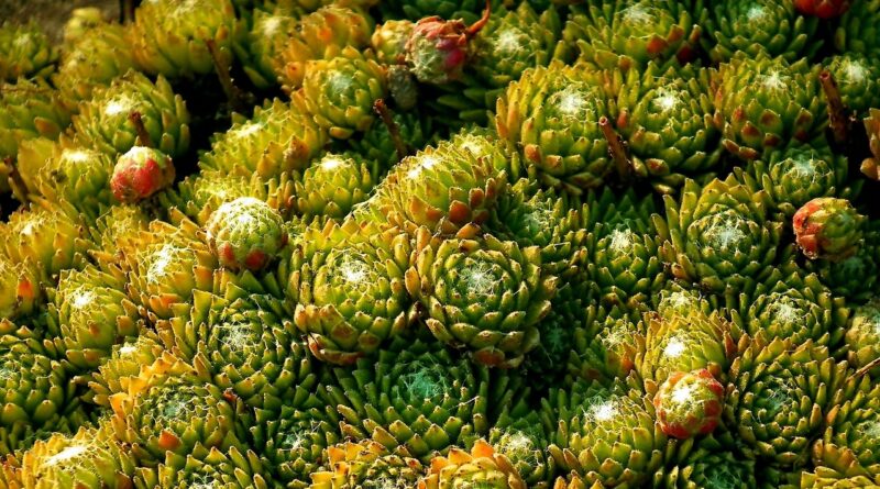 you can, for example, plants, green, nature, macro, garden, rosette, closeup, rockery, leaves, succulents, you can, you can, succulents, succulents, succulents, succulents, succulents