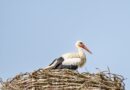 stork, nest, nature, bird, wildlife, bird nest, white stork, stork nest, rattle stork, adebable, nest building, brood