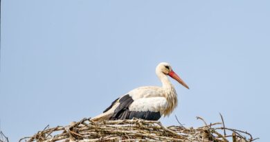 stork, nest, nature, bird, wildlife, bird nest, white stork, stork nest, rattle stork, adebable, nest building, brood