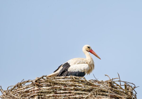 stork, nest, nature, bird, wildlife, bird nest, white stork, stork nest, rattle stork, adebable, nest building, brood