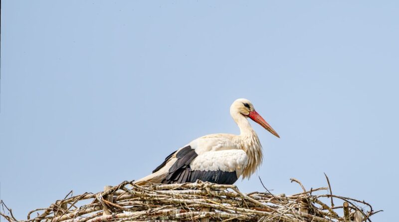 stork, nest, nature, bird, wildlife, bird nest, white stork, stork nest, rattle stork, adebable, nest building, brood