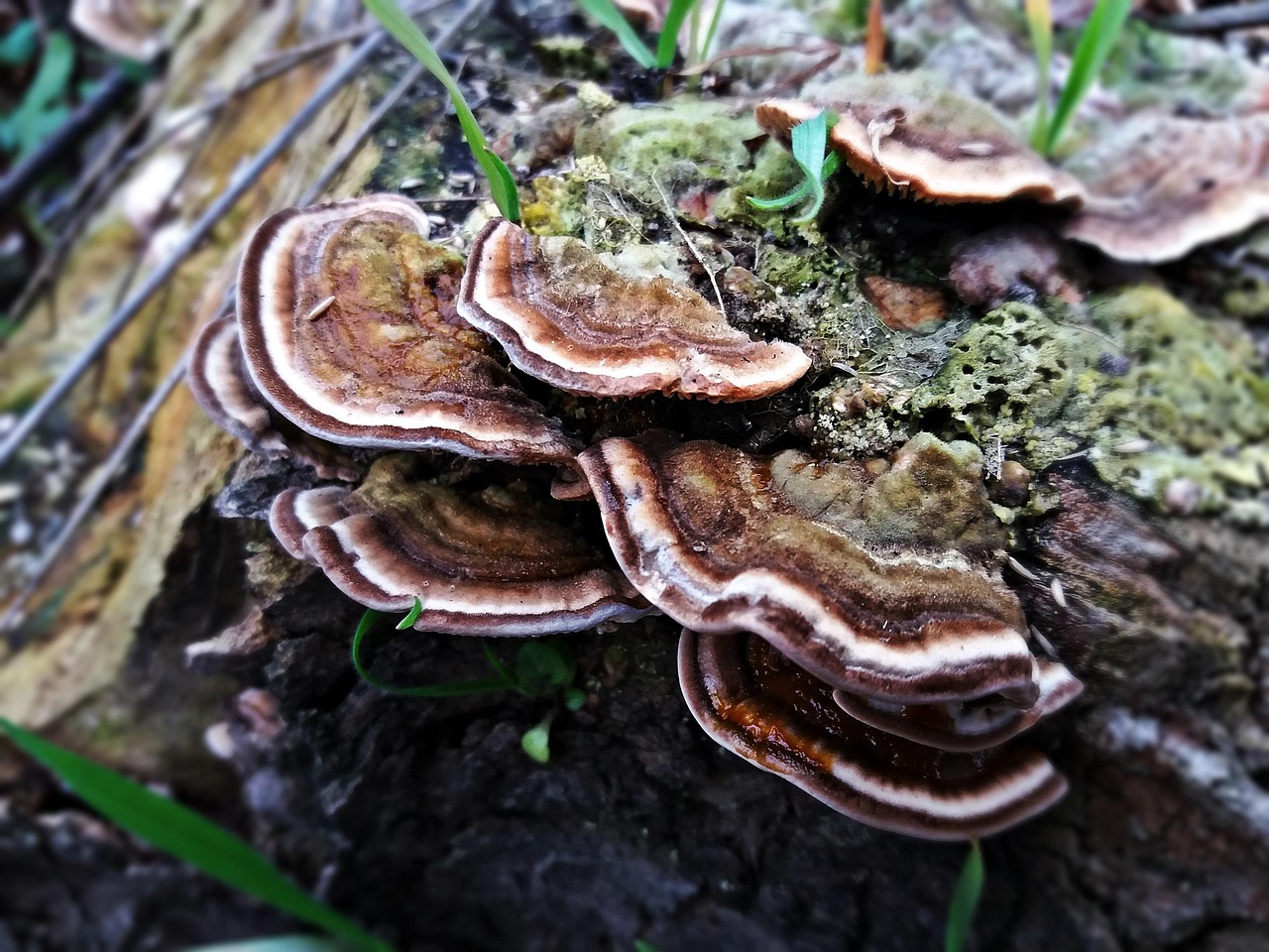 mushroom, hub, parasite, forest, tree, nature, wood hub, trunk, down