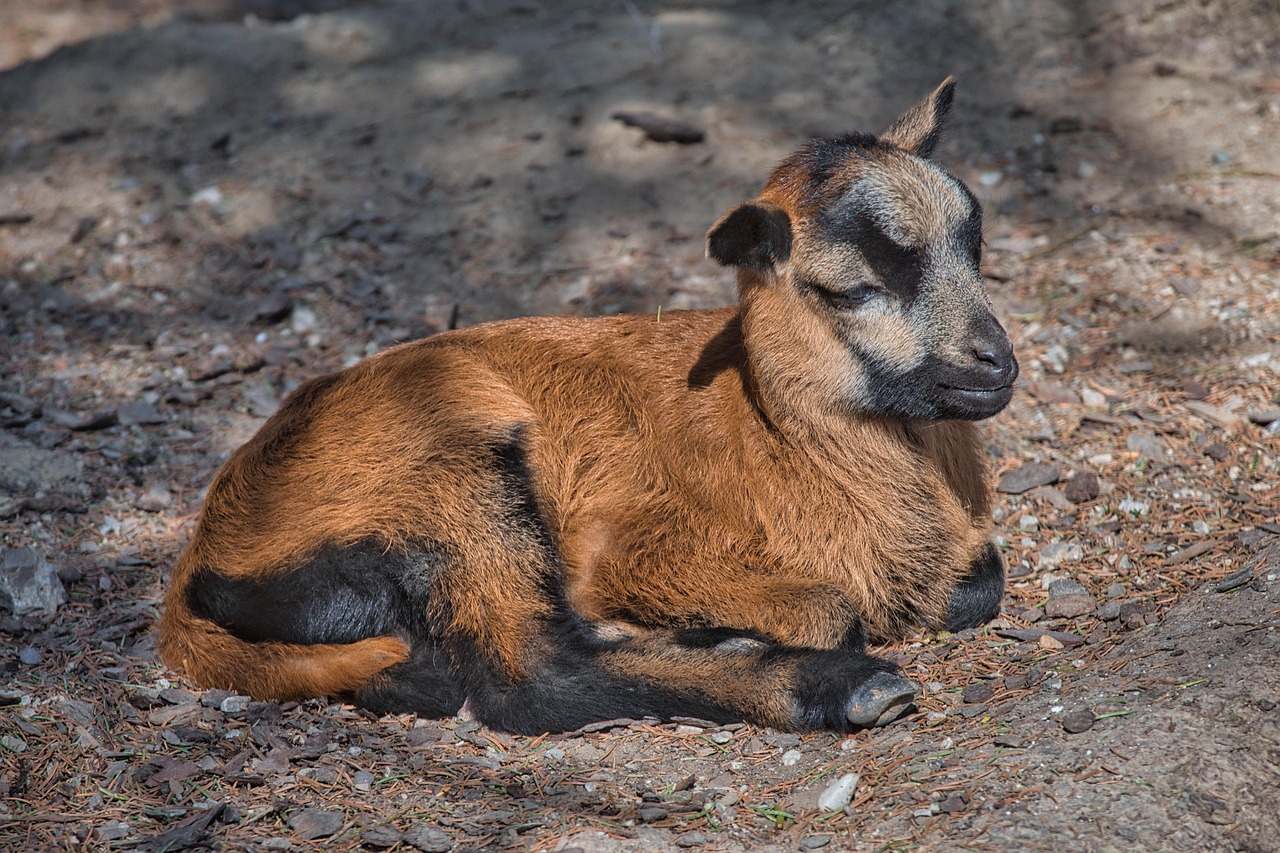 cameroon sheep, sheep, hatchlinganimal, lamb, farm animal, agriculture, africa, meat supplier