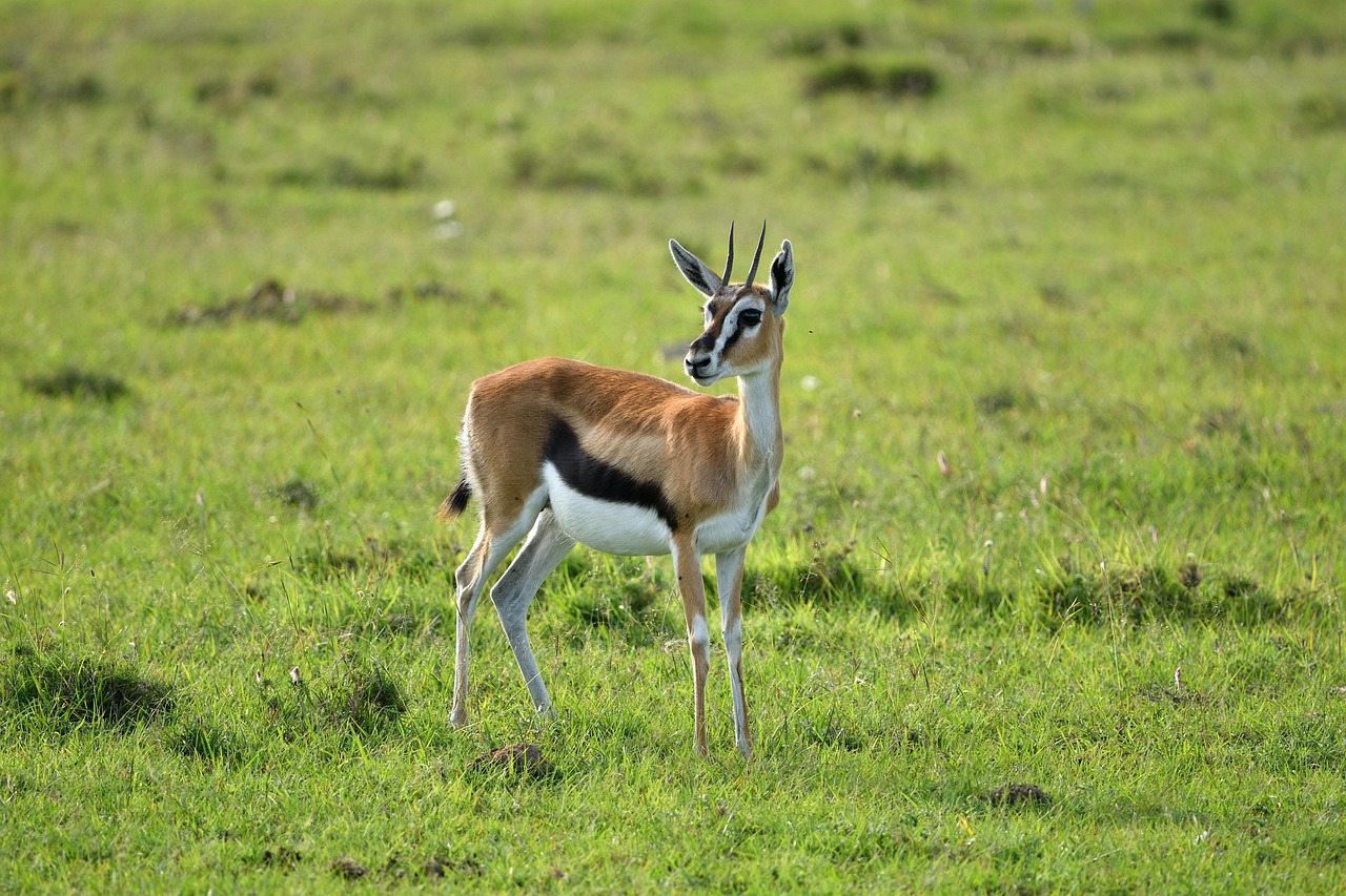 thomson's gazelle, animal, masai mara, nature, africa, wildlife, mammal, gazelle, gazella thomsonii