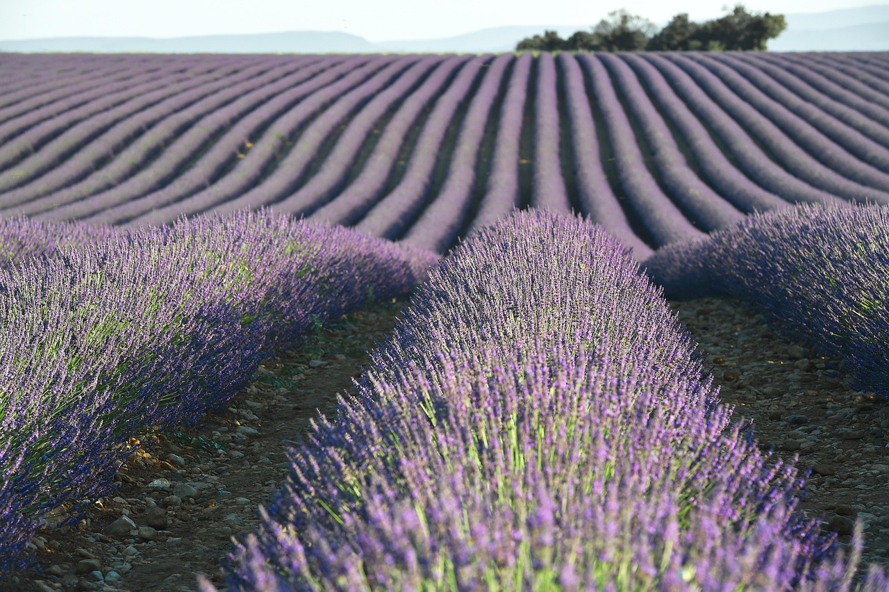 lavender, flowers, beautiful flowers, field, violet, purple, essential oils, flower background, flower wallpaper, perfume, nature, provence
