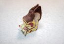medicine, ear, model, plastic, veterinary, care, veterinarian, animal, doctor, infection, pet, pain, itching, treatment, diagnosis, dog, anatomy