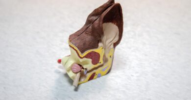 medicine, ear, model, plastic, veterinary, care, veterinarian, animal, doctor, infection, pet, pain, itching, treatment, diagnosis, dog, anatomy