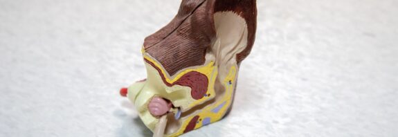 medicine, ear, model, plastic, veterinary, care, veterinarian, animal, doctor, infection, pet, pain, itching, treatment, diagnosis, dog, anatomy
