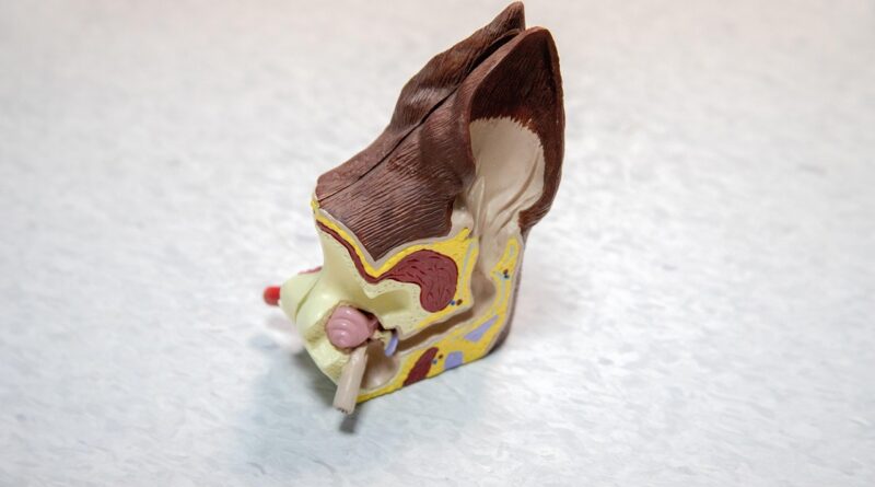 medicine, ear, model, plastic, veterinary, care, veterinarian, animal, doctor, infection, pet, pain, itching, treatment, diagnosis, dog, anatomy
