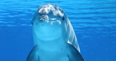 dolphin, animal, nature, sea, ocean, underwater, mammal, marine mammal, marine animal, marine life, sea life, ocean life, wildlife