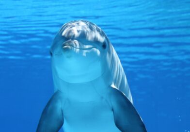 dolphin, animal, nature, sea, ocean, underwater, mammal, marine mammal, marine animal, marine life, sea life, ocean life, wildlife