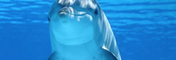 dolphin, animal, nature, sea, ocean, underwater, mammal, marine mammal, marine animal, marine life, sea life, ocean life, wildlife