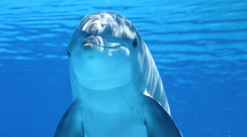 dolphin, animal, nature, sea, ocean, underwater, mammal, marine mammal, marine animal, marine life, sea life, ocean life, wildlife