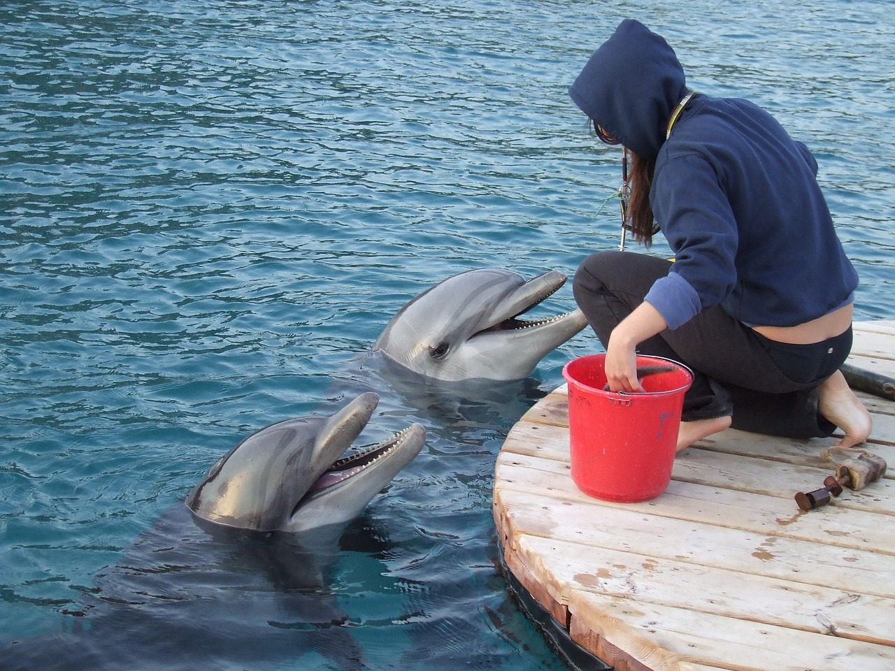 trainer with dolphin, nature, two dolphins, trainer, ocean, marine, dolphin, mammals