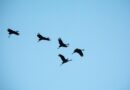 birds, cranes, nature reserve, clear sky, nature, bosque del apache, new mexico, wildlife, aerial view, flying birds, migratory birds, landscape, sunset, bird shadow, sky, open space, tranquility, peaceful sky