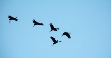 birds, cranes, nature reserve, clear sky, nature, bosque del apache, new mexico, wildlife, aerial view, flying birds, migratory birds, landscape, sunset, bird shadow, sky, open space, tranquility, peaceful sky