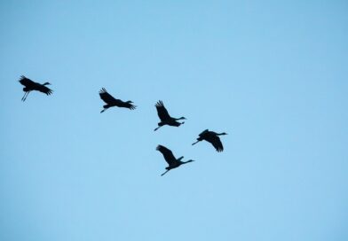 birds, cranes, nature reserve, clear sky, nature, bosque del apache, new mexico, wildlife, aerial view, flying birds, migratory birds, landscape, sunset, bird shadow, sky, open space, tranquility, peaceful sky