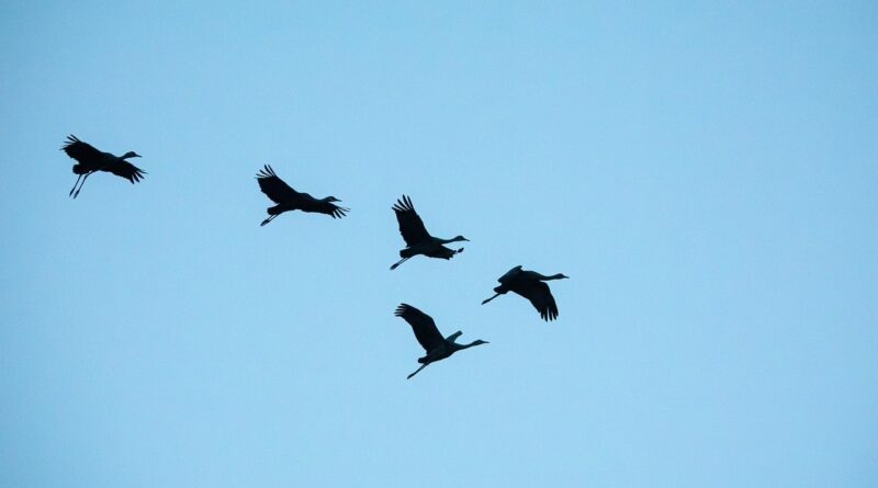 birds, cranes, nature reserve, clear sky, nature, bosque del apache, new mexico, wildlife, aerial view, flying birds, migratory birds, landscape, sunset, bird shadow, sky, open space, tranquility, peaceful sky