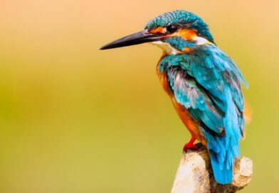 kingfisher, bird, close up, nature, perched, perched bird, small bird, beak, feathers, plumage, ave, avian, ornithology, birdwatching, animal, animal world, wildlife, macro, portrait, colorful
