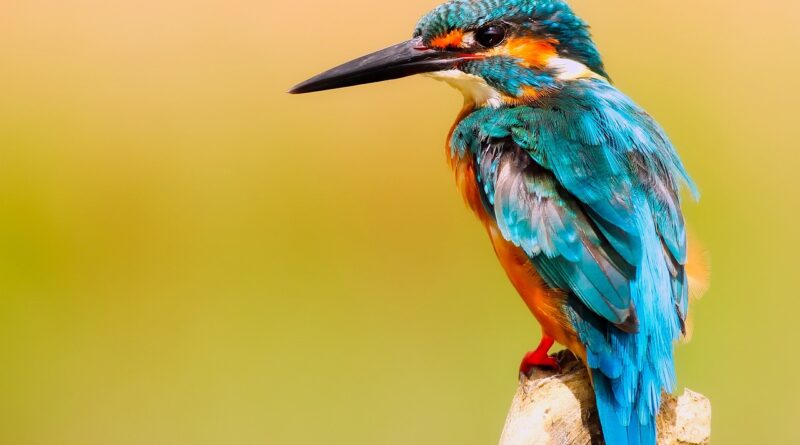 kingfisher, bird, close up, nature, perched, perched bird, small bird, beak, feathers, plumage, ave, avian, ornithology, birdwatching, animal, animal world, wildlife, macro, portrait, colorful