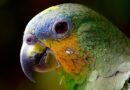 parrot, macaw, head, beak, colorful, parrot head, bird, amazon, close up, exotic bird, tropical bird, ave, animal, nature, plumage, avian, animal world, parrot, parrot, parrot, parrot, bird, bird, bird, bird, bird, animal