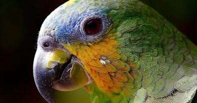 parrot, macaw, head, beak, colorful, parrot head, bird, amazon, close up, exotic bird, tropical bird, ave, animal, nature, plumage, avian, animal world, parrot, parrot, parrot, parrot, bird, bird, bird, bird, bird, animal