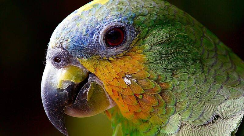 parrot, macaw, head, beak, colorful, parrot head, bird, amazon, close up, exotic bird, tropical bird, ave, animal, nature, plumage, avian, animal world, parrot, parrot, parrot, parrot, bird, bird, bird, bird, bird, animal