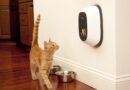 dog, animal, technology, pet, petchatz